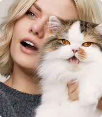 Hypoallergenic cat breeds (and managing allergies)