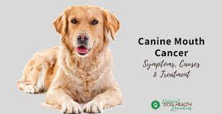 Cancer treatment for dogs varies greatly based on the type of cancer, symptoms, whether or not the cancer has spread and other factors that naturally make dogs different. Canine Mouth Cancer Symptoms And Treatment Of Dog Oral Cancer