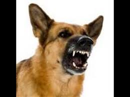 Pin On Chien Qui Aboie