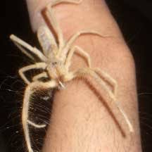 Camel spiders gained their internet fame during the war in iraq back in 2003 when rumors were spread about the creature's gruesome nature and appearance pictures surfaced online of the camel spiders being blown up in size to the point where they were much larger than what they really are. Camel Spider Scorpion And Borer Beetle Handled By Jesse In Iraq What S That Bug