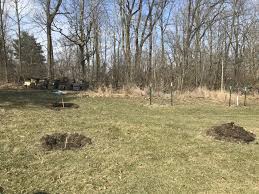 My kitchen forest garden island gets all the love while the peach tree just one year younger is out of sight and out of mind. Tree Mounds How Tall General Fruit Growing Growing Fruit