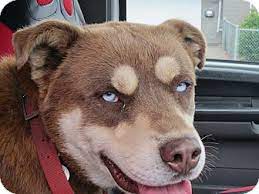 Learn more about vom hause casper rottweilers in oregon. Tillamook Or Rottweiler Meet Diesel A Pet For Adoption
