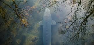 The sturgeon river provides canoeists with plenty of whitewater, scenic falls and rapids, wildlife enjoy the river's continually changing scenery, from long slender lakes to narrow river channels. Saving Sturgeon Hakai Magazine