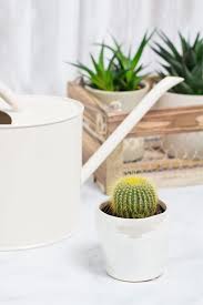Small younger cactus will often need more water since their growth rate is high. How Often To Water Cactus Plant Index