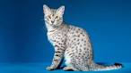 Egyptian Mau - Price, Personality, Lifespan