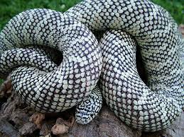 Pin By Heather Emfinger On Ssssnakess Suchh Reptile Snakes Beautiful Snakes Snake