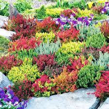 Heather Plants Calluna Vulgaris Garden Girls Collection Suttons Seeds And Plants Plants Heather Plant Heather Gardens