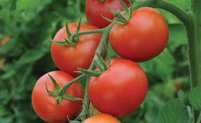 Check spelling or type a new query. How To Grow Tomatoes Thompson Morgan