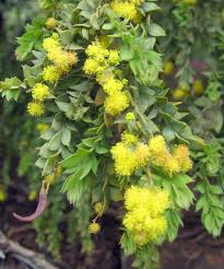 Image result for Acacia lasiopetala