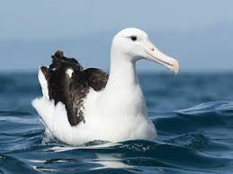 The southern royal albatross (diomedea epomophora) is a large seabird from the albatross family. Royal Albatross Diomedea Epomophora Birds Of The World