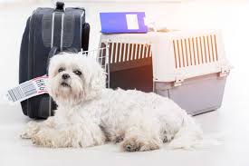 They will handle the documentation, flights and customs and clearance procedures at either ends of the routes with many offering a. We Have An Experienced Team Of British Qualified Vets And Nurses Signifying A Very High Level Of Expertise British Veterinary Hospital