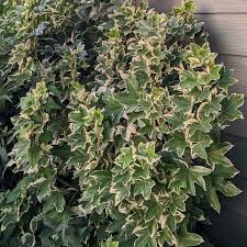 Image result for × Fatshedera