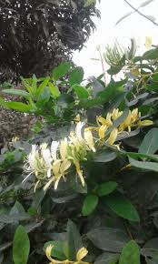 La madreselva es un arbusto que pertenece a la familia de las plantas caprifoliáceas. Enredadera Madre Selva Madre Selva Planta Plantas Enredaderas Enredaderas