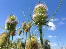 Image result for Diclis tenella