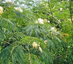 Image result for Albizia