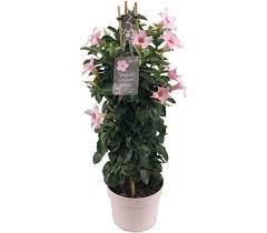 Mandevilla Sundaville Piramide Cream Pink Mandevillashop Com