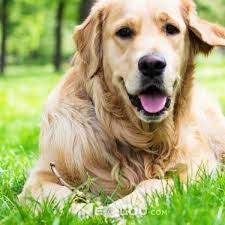 Golden Retriever Cinsi Kopek Bakimi Ve Ozellikleri