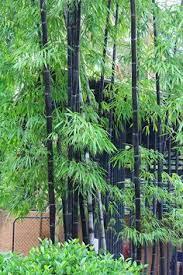 The bamboo garden design does not just focus on plants; 46 Black Bamboo Ideas Black Bamboo Bamboo Bamboo Garden