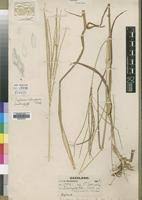 Image result for Digitaria seriata