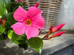 Image result for dipladenie sanderi obrázek