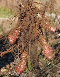 What is the best way to store sun chokes? Growing Jerusalem Artichokes Sunchokes
