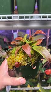Image result for Polystachya epiphytica