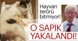 Son Dakika Yavru Kediye Tecavuz Eden Sapik Yakalandi En Son Haber
