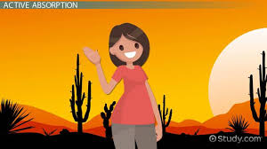 Active transport permits the efficient absorption of substances vital for cellular function (and certain drugs that resemble them structurally). Passive Active Absorption Of Water In Plants Video Lesson Transcript Study Com