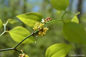 Image result for Smilax