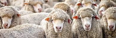 Letter concerning bqa certification for fed cattle consignors unloading hours for fed cattle sales will be tuesday 8 am to 8 pm view the 'sales' page for the special sale schedule. Home Livestock Sa