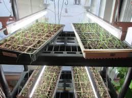 Plastic Shelving Unit From Menards Hang Grow Lights From Bottom Of Shelves This Is How We Start Our Gard Plastic Shelving Units Plastic Shelves Indoor Plants