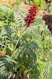 Image result for Bersama lucens