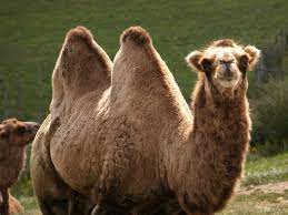Check out the related links below for more information. Pin On Camelids