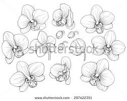 Vector dessine a la main belle dame au chapeau portrait isole sur. Black And White Illustration Of Line Orchid Set Orchid Drawing Orchid Flower Tattoos Black And White Illustration