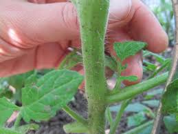 Sind die geiztriebe schon größer, etwa weil man einzelne triebe im dichten blattwerk übersehen hat, schneiden sie diese mit einem scharfen messer oder einer gartenschere ab. Tomaten Ausgeizen 2021 Alle Infos Auf Gartenzeile De