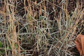 Image result for Dichanthium sericeum