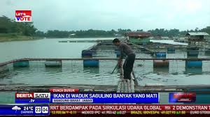 Waduk saguling surut, banyak ikan mati, penghasilan petambak turun drastis. Banyak Ikan Di Waduk Saguling Mati Youtube