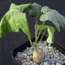 Image result for Ipomoea linosepala