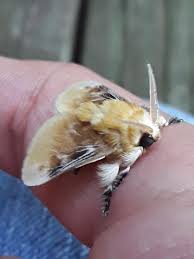 Maybe you would like to learn more about one of these? Southern Flannel Moth I Found On My Porch South Carolina Moth On My Thumb Moths