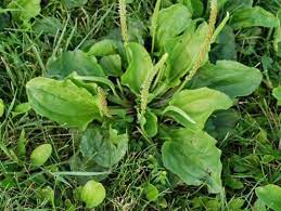 Weed killers work best when they're specific to the weed species. Weed Of The Week Broadleaf Plantain