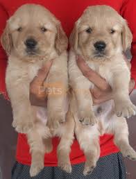 Beautiful Golden Retriever Puppy For Sale In Gurgaon Petskona Com