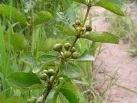 Image result for Fadogia ancylantha