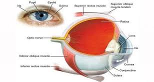 Prevent Vision Loss And Eye Diseases With This Drink Healthzone Tips Eye Health Benefits Of Drinking Coffee Crohns Disease