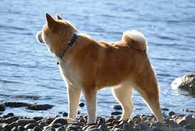 Akita puppies for sale bc. Akita Dogs And Breeders In Canada Canadogs