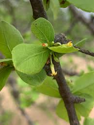 Image result for Commiphora viminea