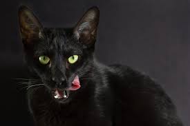 Download and use 50,000+ funny animals stock photos for free. Funniest Animal Stories Of 2020 Reader S Digest