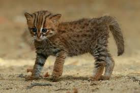 Spotted Cat Kitten In Sri Lanka Rusty Spotted Cat Wild Cat Species Spotted Cat