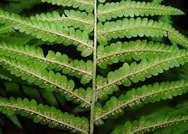 Image result for Dryopteris