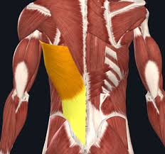 It can affect either the. Muscles Posterior Day 1 Flashcards Quizlet