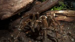 Before the mating is done, the females will eat a ton of food, this although many female tarantulas of other species eat their mates during or after the process, this is • the goliath birdeater is a very territorial tarantula who likes to spend most of its lifetime alone, while. Say Hello To The Goliath Birdeater Spider